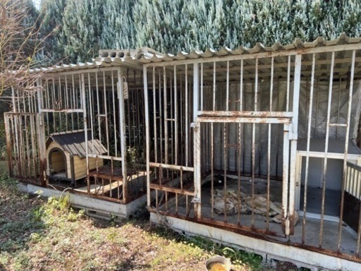 犬舎　大型犬