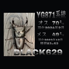 【国産オオクワガタNO:44】YG871系　70ミリペアー