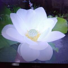 花ハス   (はす)   白花