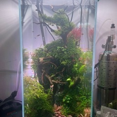 アクアリウムタンクとハードデザイン