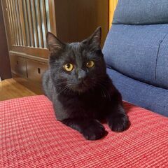 とても人懐っこい黒猫ちゃん　オス　生後6ヶ月ぐらい - 阿蘇市