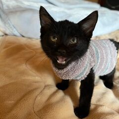 とても人懐っこい黒猫ちゃん　オス　生後6ヶ月ぐらい - 猫