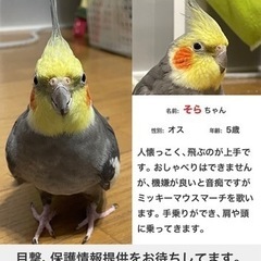 迷子鳥探してます