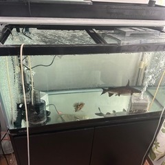 90規格水槽決まりました