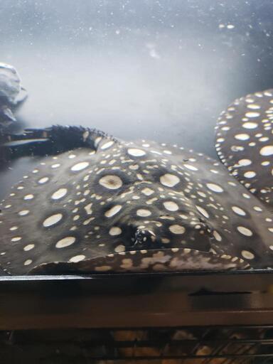 某有名血統  ダイヤモンドポルカ±22cm オス