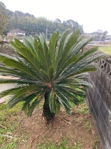 ソテツ 追加料金で配達も可