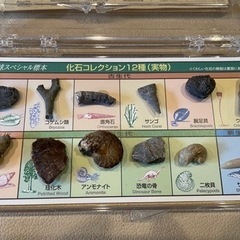 原石と化石のコレクション