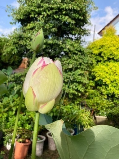 花蓮　天竺斑蓮