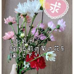 廃棄前の菊の花を譲って下さい