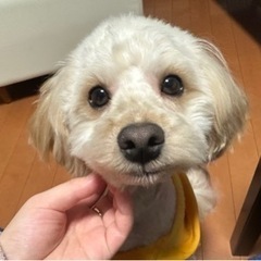 犬友さん募集してます(*´˘`*)♥