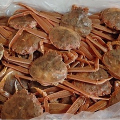 🦀活ズワイガニ　B品 1杯700円　20杯ほど！本日のみ！🦀