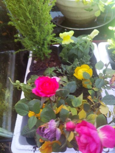 鉢よせセット一式一つ3500円三セット10000円