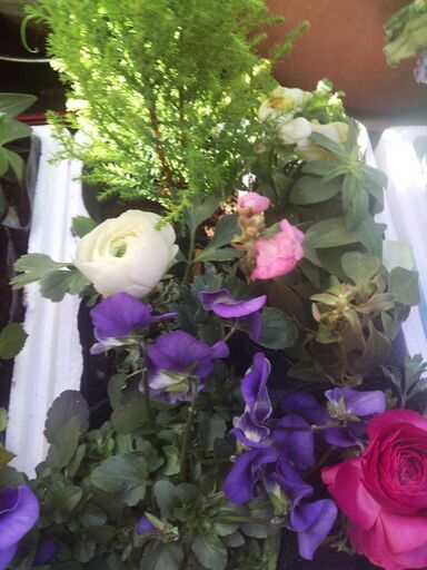 鉢よせセット一式一つ3500円三セット10000円