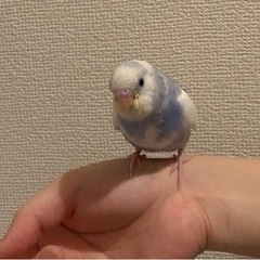 セキセイインコ　（ストップ）