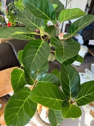 【レア‼️】フィカス　アフリカンプリンス　観葉植物