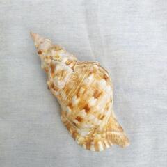 フジツカガイ科　ボウシュウボラ　法螺貝　
