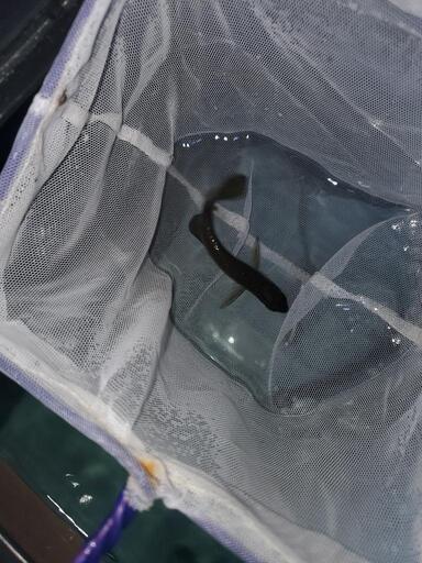 アロワナ　ノーザンバラムンディ　幼魚