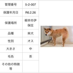 柳井市伊保庄で保護された柴犬。お家に帰れました！