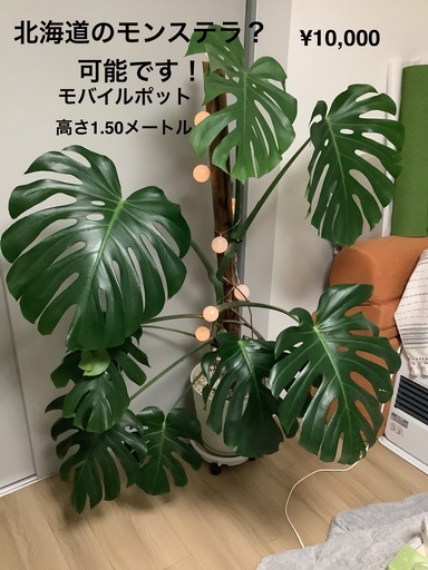 美しいモンステラの観葉植物 - Beautiful monstera plant for big apartment or house - その他 美しいモンステラの観葉植物 - Beautiful monstera plant for big apartment or house - その他
