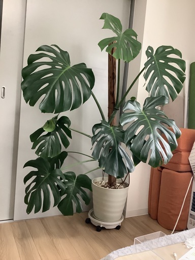 美しいモンステラの観葉植物 - Beautiful monstera plant for big apartment or house