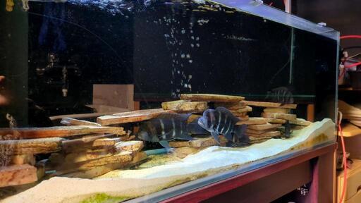 熱帯魚飼育一式