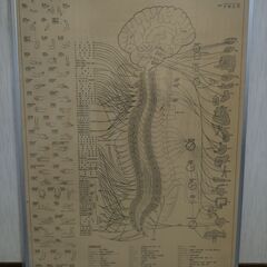 整体 美術 展示 ポスター 「脳脊髄神経系と自律神経系分布」