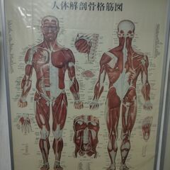 整体 美術 展示 ポスター 「人体解剖骨格筋図」