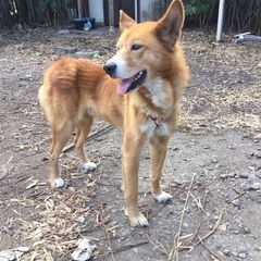 中型犬(雑種)の里親様を募集しています。