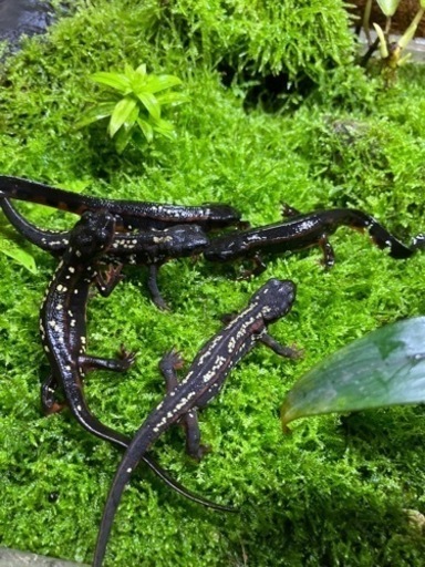 オキナワシリケンイモリ　生体5匹イモリウムセット　引き取り限定　繁殖可能なイモリウム
