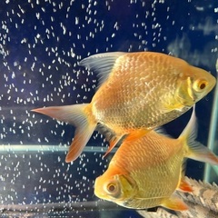 アルビノレッドフィンバルブショートボディ