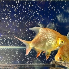 アルビノレッドフィンバルブショートボディ