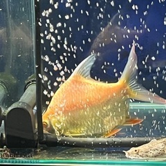 アルビノレッドフィンバルブショートボディ