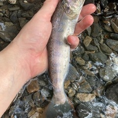 静岡渓流釣り　ルアー　餌釣り　テンカラ