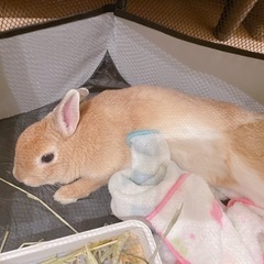 うさぎ里親募集　1歳半♀２匹