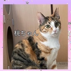 里親募集の大人猫たち緊急募集！