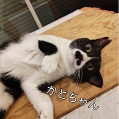 里親募集の大人猫たち緊急募集！ - 京都市
