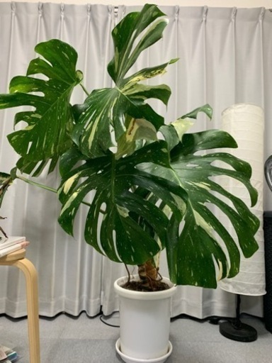 【約120cm】班入りモンステラ