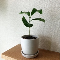 観葉植物　コーヒーの木⑨　18cm　白いおしゃれな2号の鉢と受け皿付き