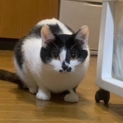 11ヶ月の白黒猫の女の子【ココ】 - 猫