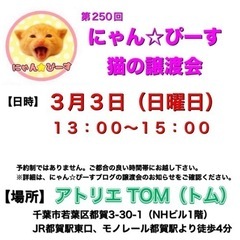 3月3日(日)🌸にゃん☆ぴーす猫の譲渡会🌸「アトリエTOM」JR...