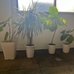 観葉植物　ウンベラータと何か。