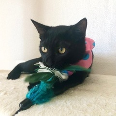 10・17日譲渡会予定　艶々美黒猫ウィちゃん🌺 - 猫