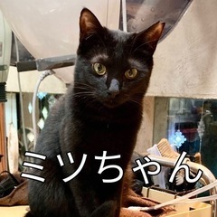 大人猫の緊急里親募集