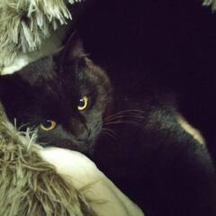 【急募】黒猫コロくん　男の子　推定5ヶ月🐾 - 熊本市
