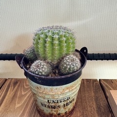 サボテン🌵多肉植物✨