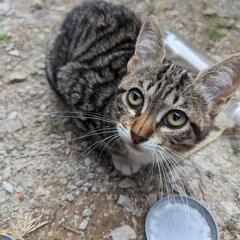 ✨🏠里親さん決定🏠✨飼育放棄された猫ちゃん①3ヶ月の子猫オス