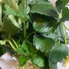 【ネット決済・配送可】【もういっこ国産生葉🌱】旬の甘味摘みたてい...