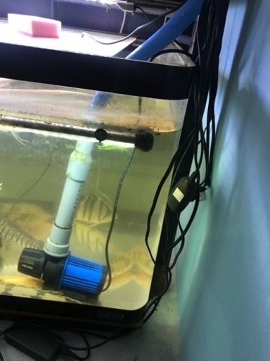お譲り先決定‼️‼️KOBAX 1800曲げアクリル水槽 大型水槽 1800