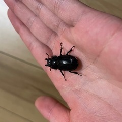 ミクラミヤマ　ペア（御蔵島産）　CBF5 クワガタ
