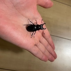 ミクラミヤマ　ペア（御蔵島産）　CBF5 クワガタ